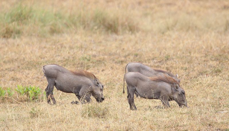 Warzenschwein (Phacochoerus africanus)