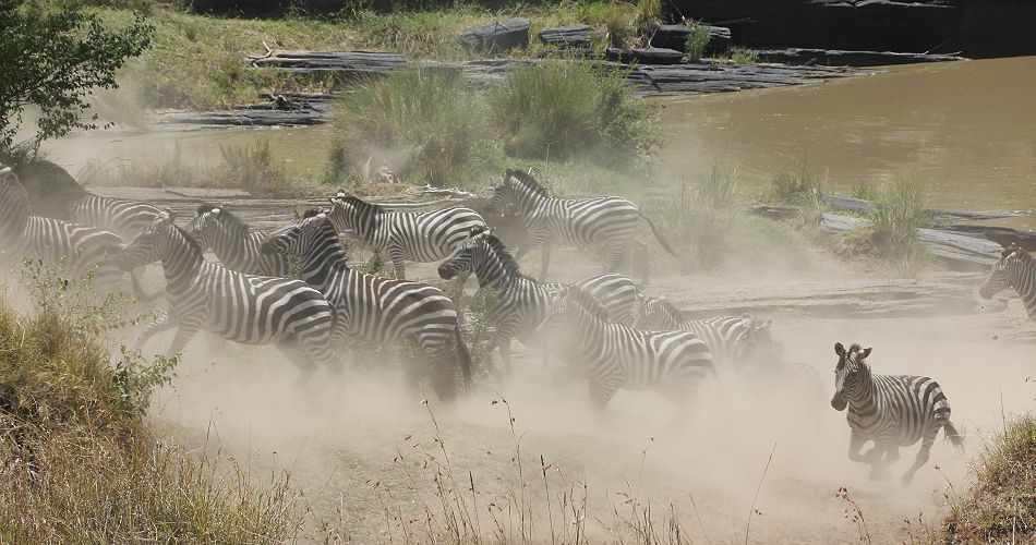 Steppenzebras