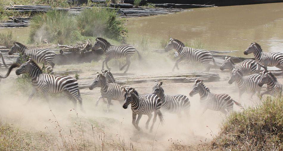 Steppenzebras