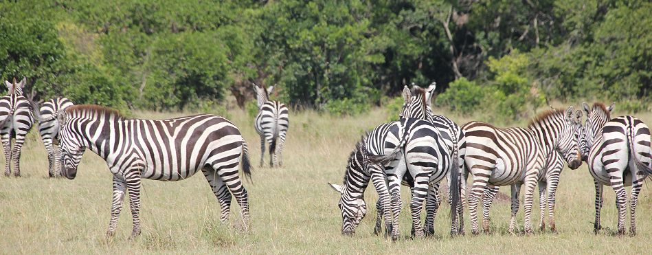 Steppenzebras