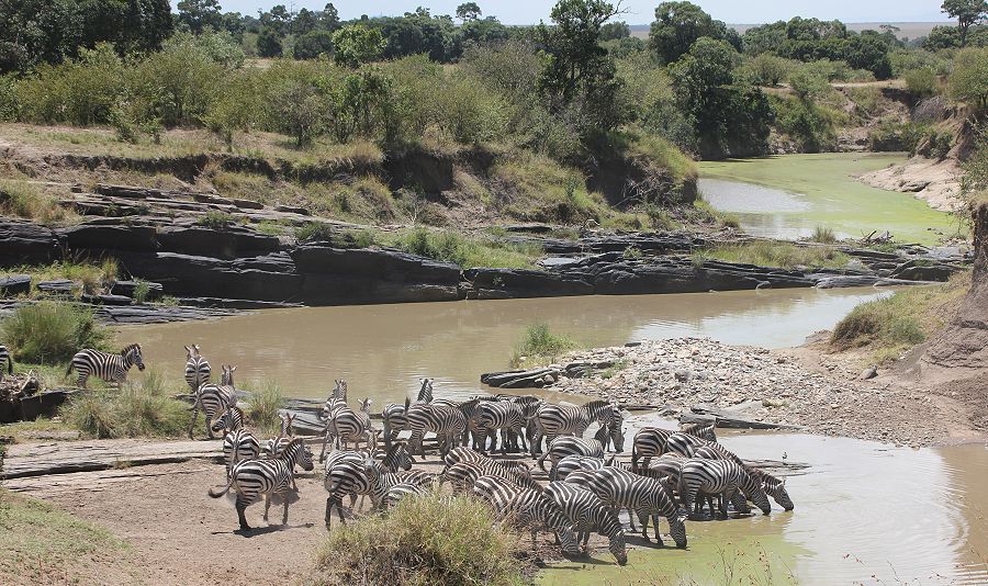 Steppenzebras