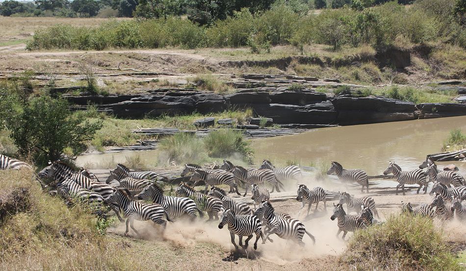 Steppenzebras