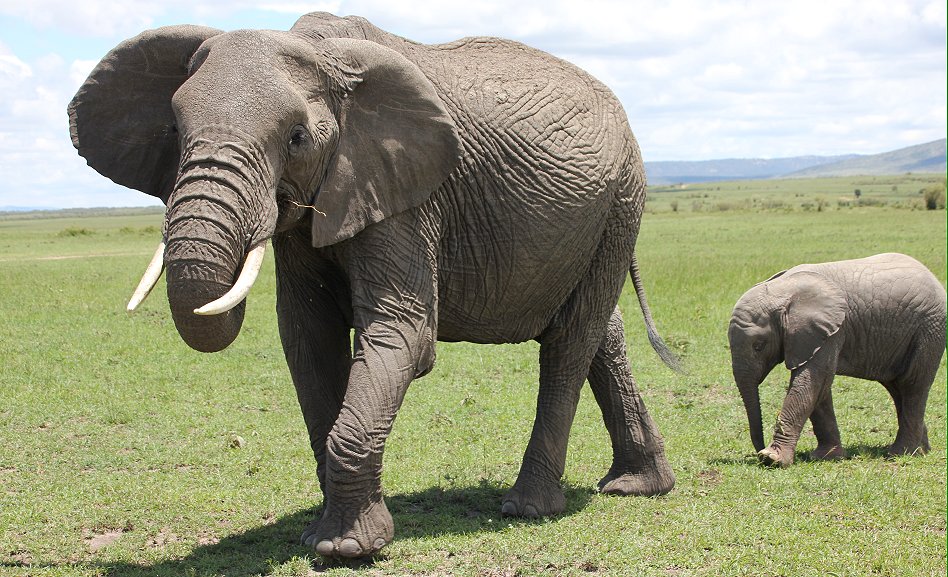 Elefanten, Masai Mara