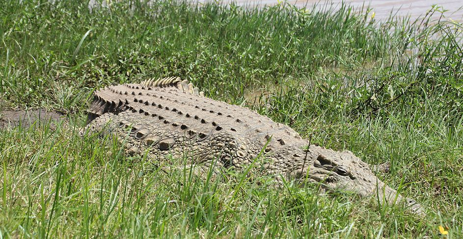 Nairobi National Park