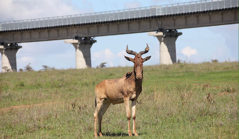 Nairobi National Park
