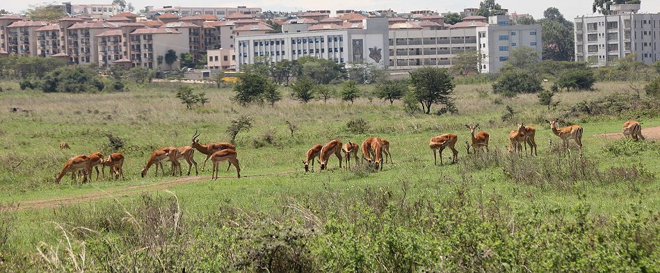 Nairobi National Park