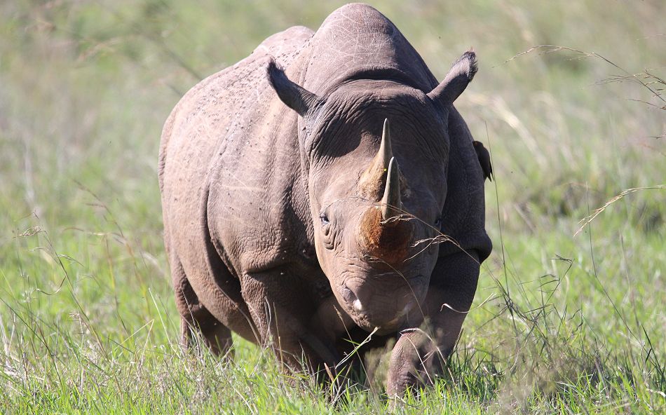 Schwarzes Nashorn, Nairobi National Park