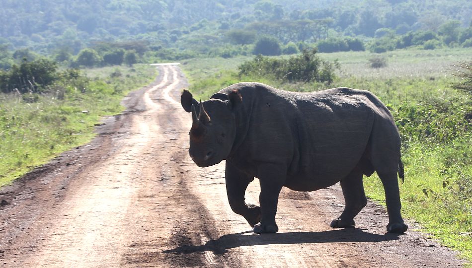 Schwarzes Nashorn, Nairobi National Park