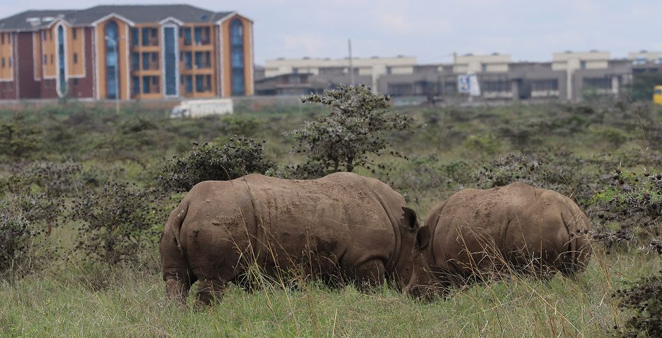 Weiße Nashörner im Nairobi National Park