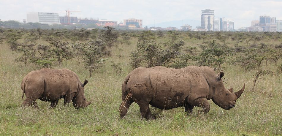 Weiße Nashörner im Nairobi National Park