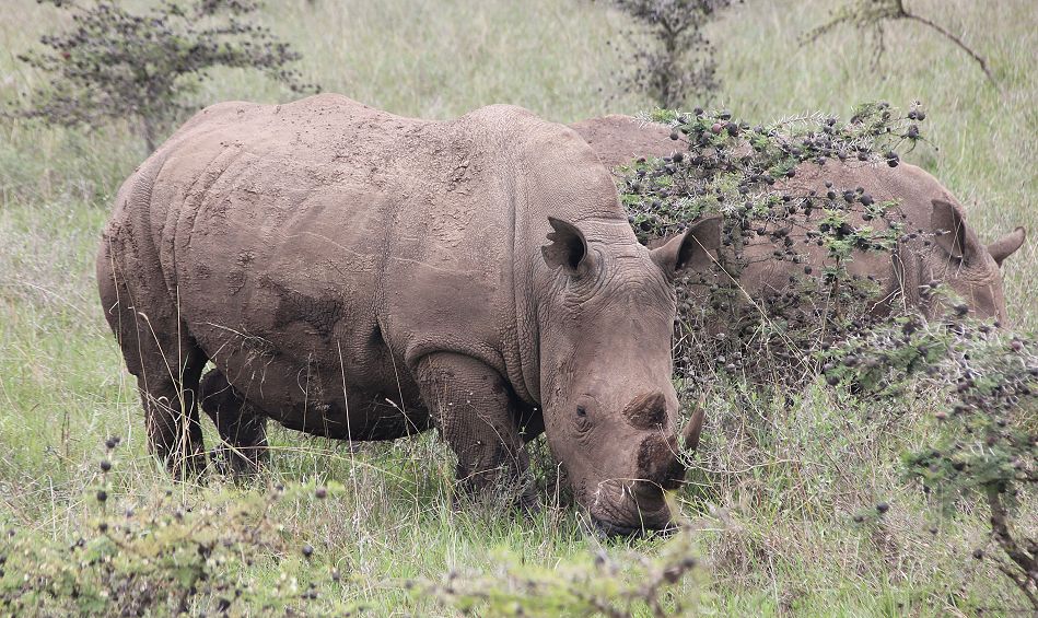 Weiße Nashörner im Nairobi National Park