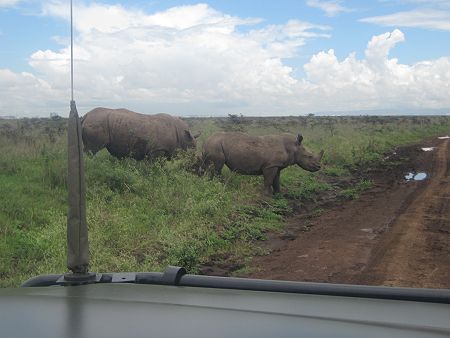 Weiße Nashörner im Nairobi National Park