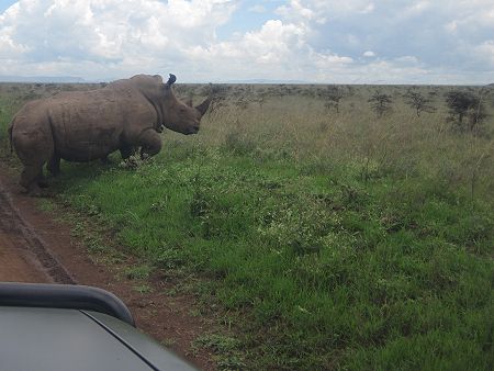 Weiße Nashörner im Nairobi National Park