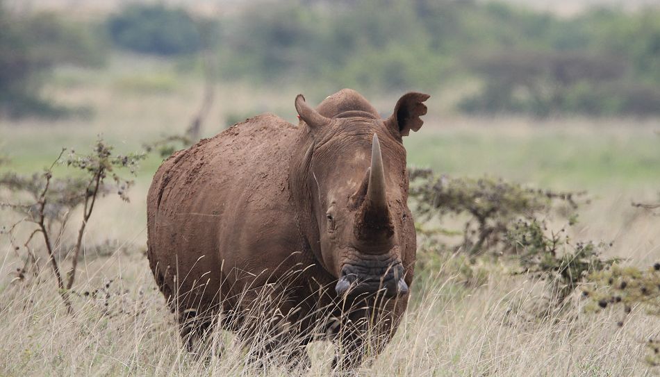 Weiße Nashörner im Nairobi National Park
