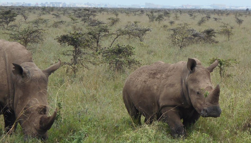 Weiße Nashörner im Nairobi National Park
