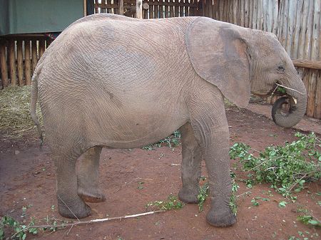 Sheldrick Wildlife Trust, Nairobi