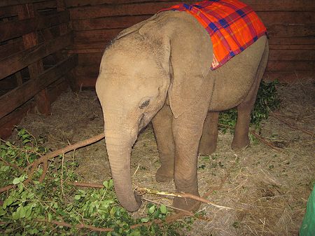 Sheldrick Wildlife Trust, Nairobi