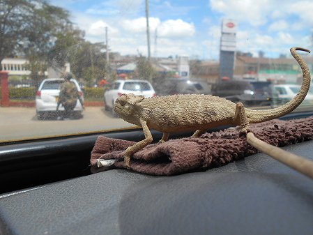 Chameleo Trioceros bitaeniatus, Narok