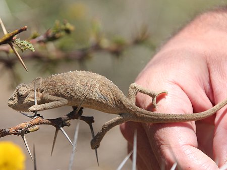Chameleo Trioceros bitaeniatus, Narok