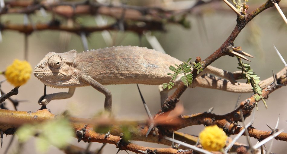 Chameleo Trioceros bitaeniatus, Narok