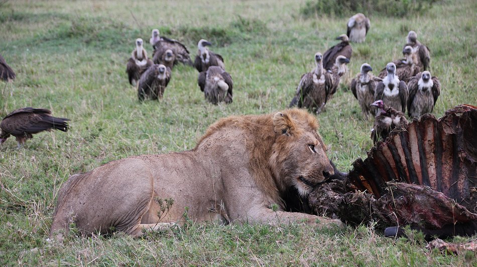 Speerboy and Notch 2, Löwen, Masai Mara