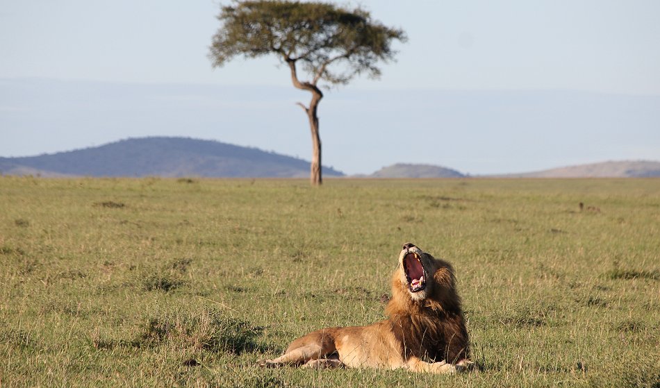 Speerboy and Notch 2, Löwen, Masai Mara