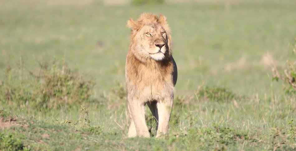 Speerboy and Notch 2, Löwen, Masai Mara