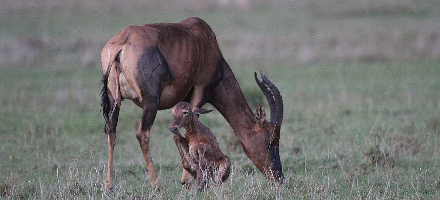 Topi Geburt - Masai Mara Ende Oktober 2019