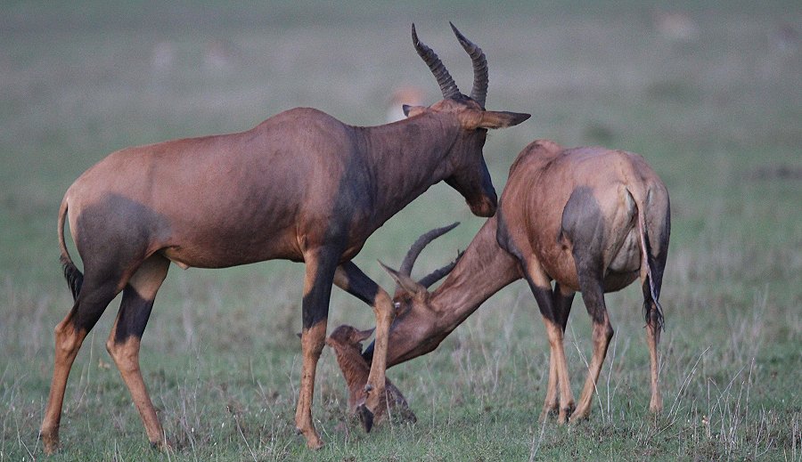 Topi Geburt - Masai Mara Ende Oktober 2019