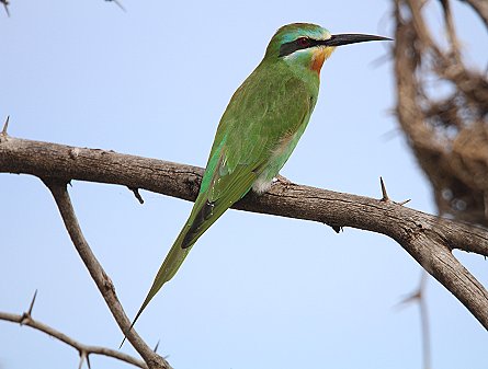 Blauwangenspint - Lake Baringo