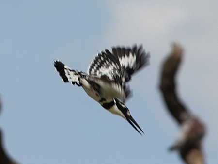 Graufischer - Lake Baringo