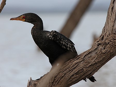 Kleiner Kormoran oder Riedscharbe - Lake Baringo