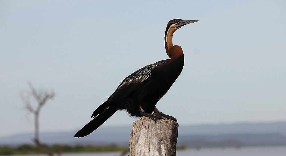 Schlangenhalsvogel - Lake Baringo