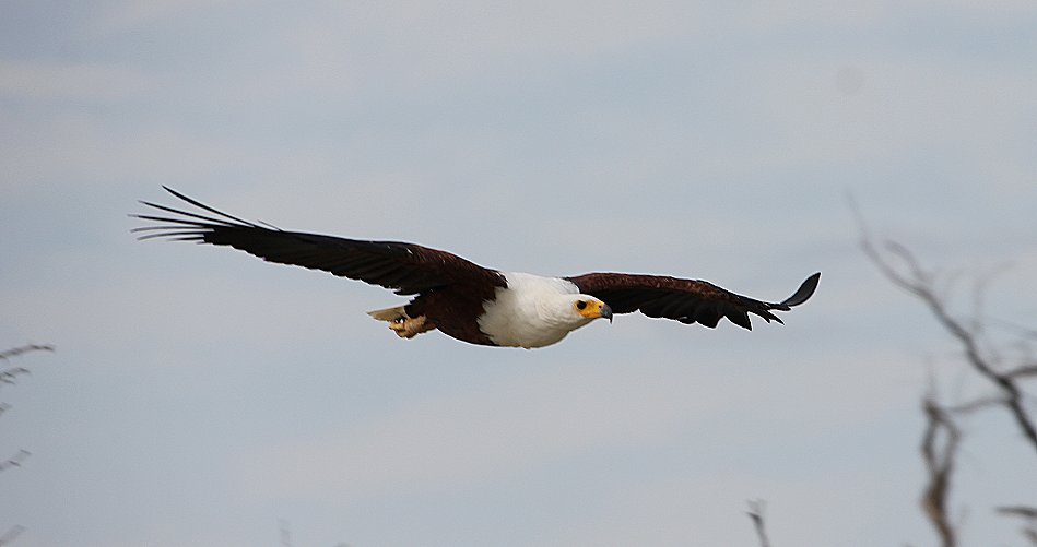 jagende Schreiseeadler am Lake Baringo