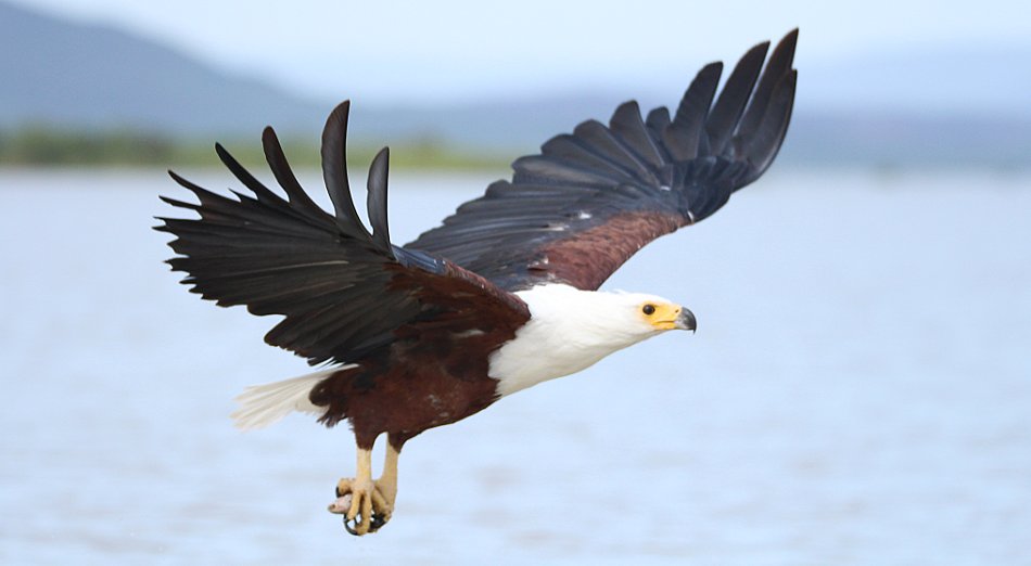 jagende Schreiseeadler am Lake Baringo