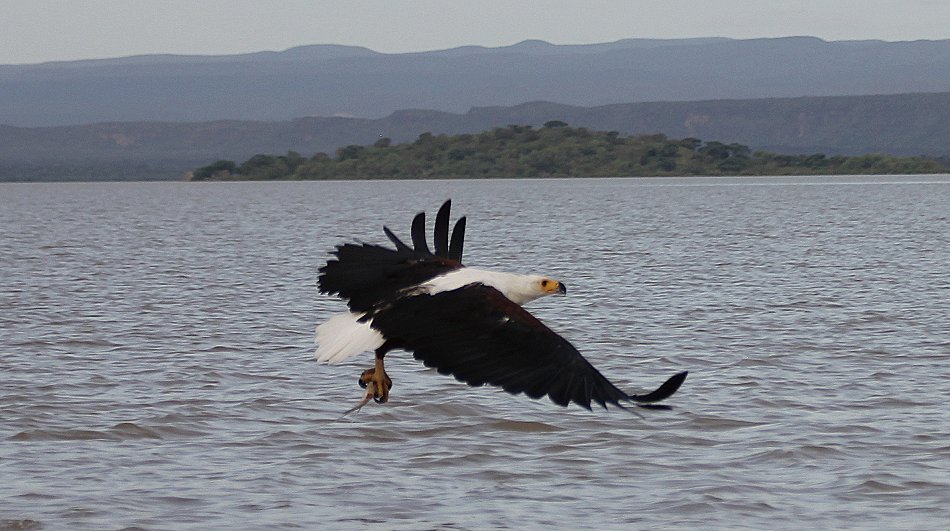 jagende Schreiseeadler am Lake Baringo