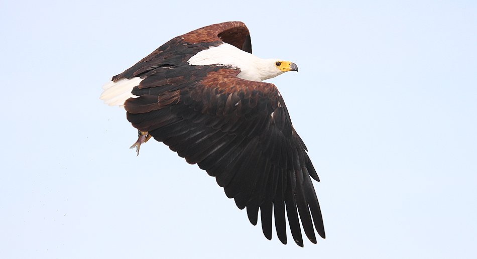 jagende Schreiseeadler am Lake Baringo