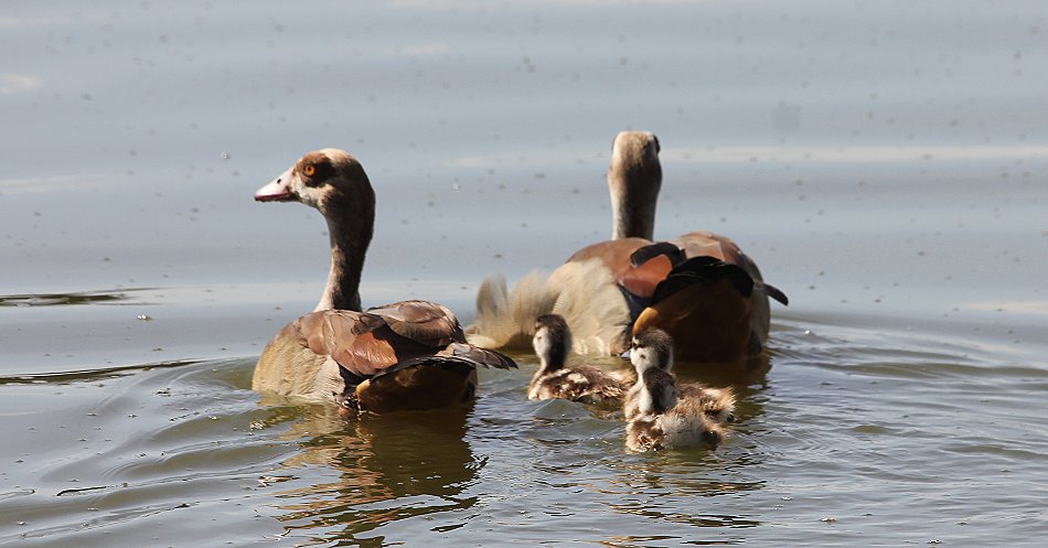 Nilgänse - Lake Bogoria