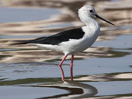 Stelzenläufer am Lake Bogoria