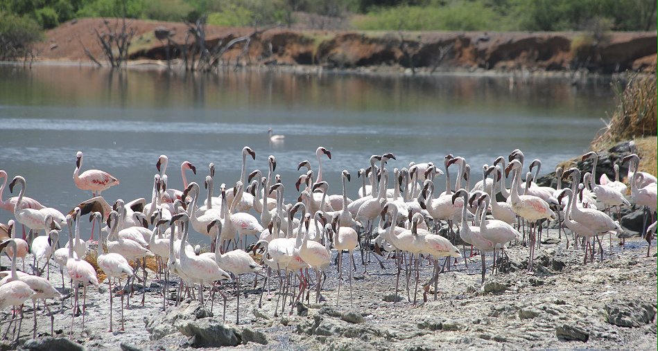 Lake Bogoria