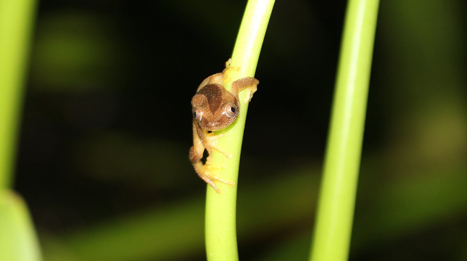 Bananenfrosch im Boko Boko