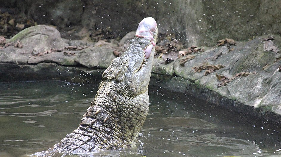 Nilkrokodil Fütterung im Boko Boko