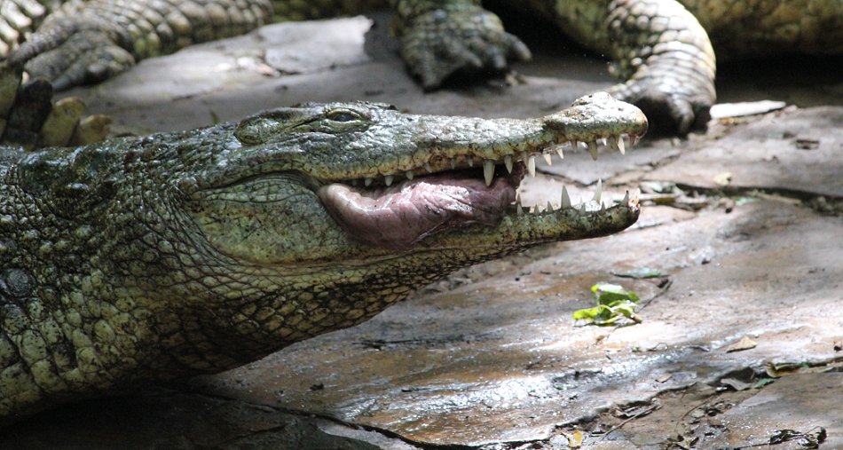 Nilkrokodil Fütterung im Boko Boko