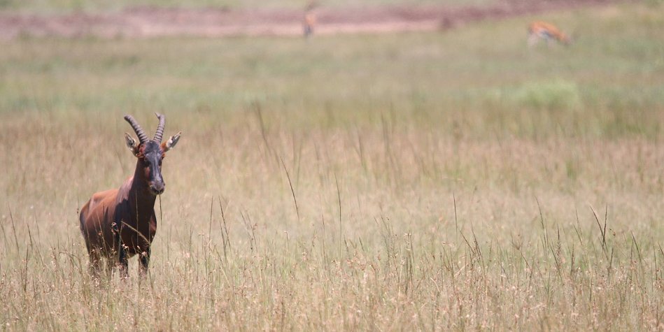 Bora Tano, Fast Five Gepaden in der Masai Mara