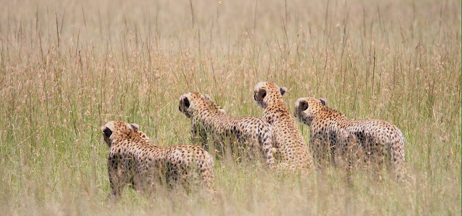 Bora Tano, Fast Five Gepaden in der Masai Mara