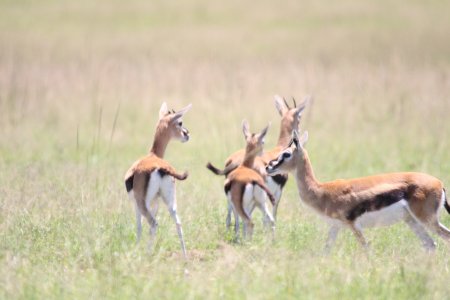 Bora Tano, Fast Five Gepaden in der Masai Mara