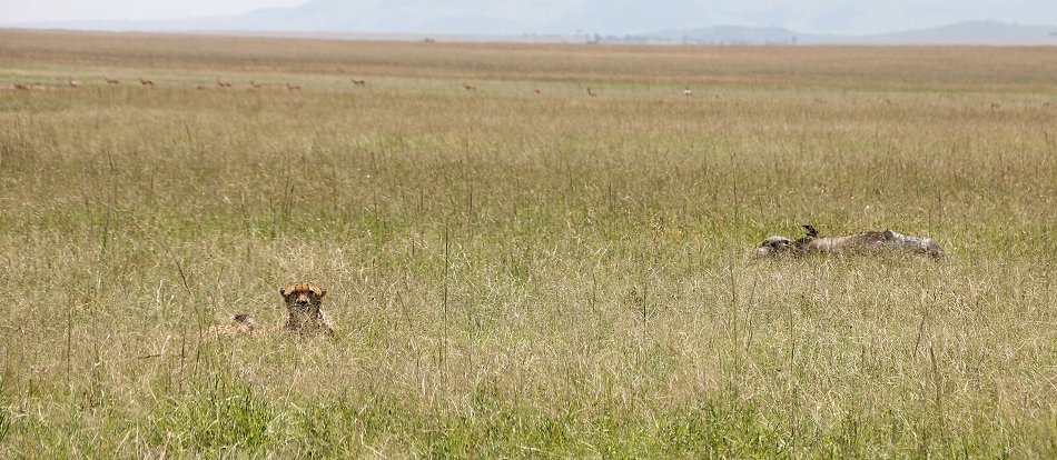 Bora Tano, Fast Five Gepaden in der Masai Mara