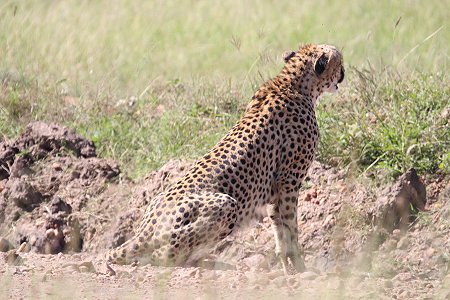 Bora Tano, Fast Five Gepaden in der Masai Mara