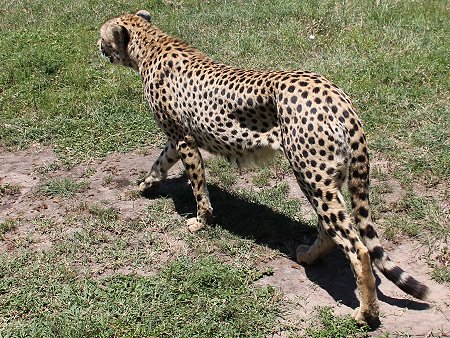 Bora Tano, Fast Five Gepaden in der Masai Mara