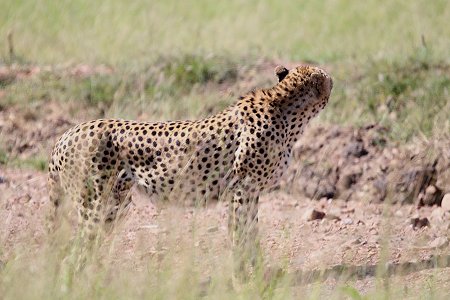 Bora Tano, Fast Five Gepaden in der Masai Mara